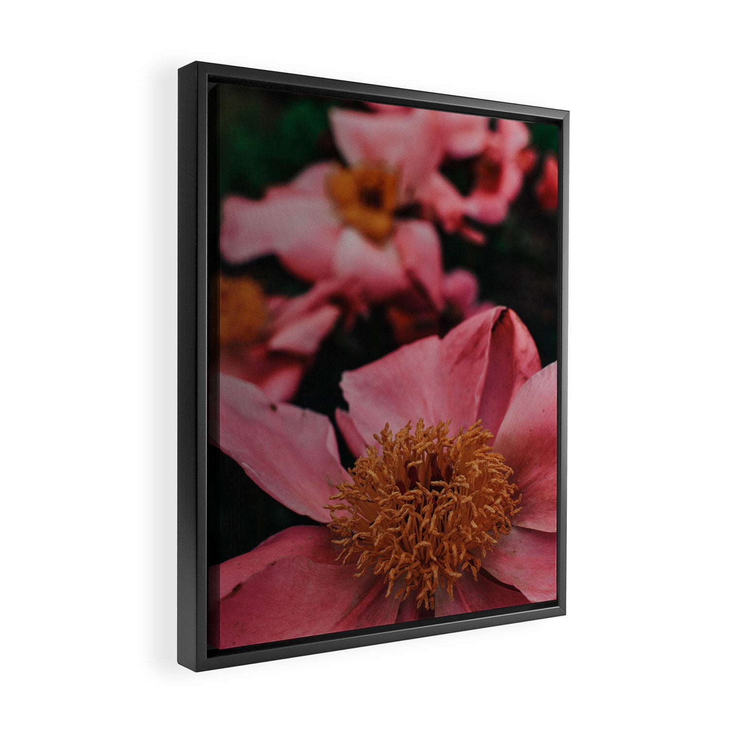 Pink Peony Flower Photographic Study 2 Framed Canvas Print Gallery Image 2