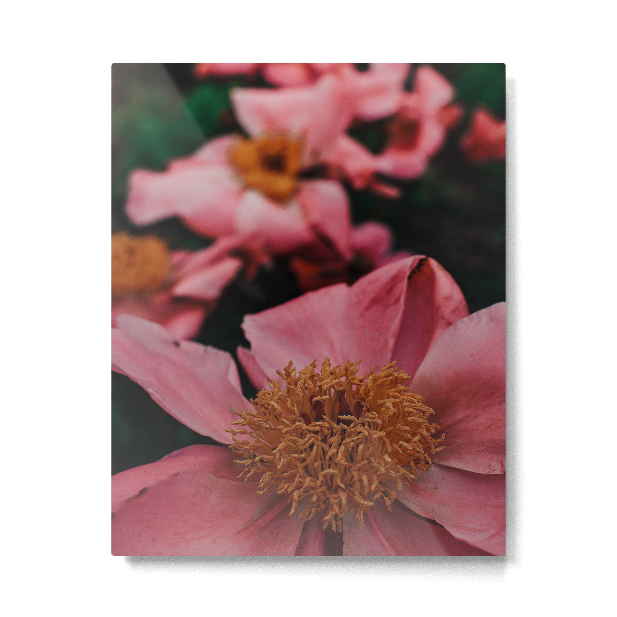 Pink Peony Flower Photographic Study 2 Metal Print Gallery Image 4