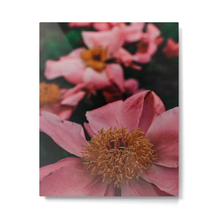 Pink Peony Flower Photographic Study 2 Metal Print Gallery Image 1