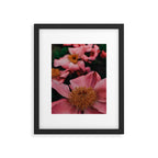 Pink Peony Flower Photographic Study 2 Framed Art Print Gallery Image 5
