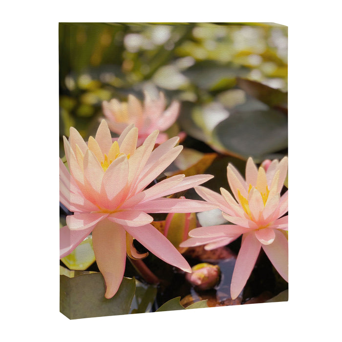 Pink Water Lily Canvas Print Gallery Image 1