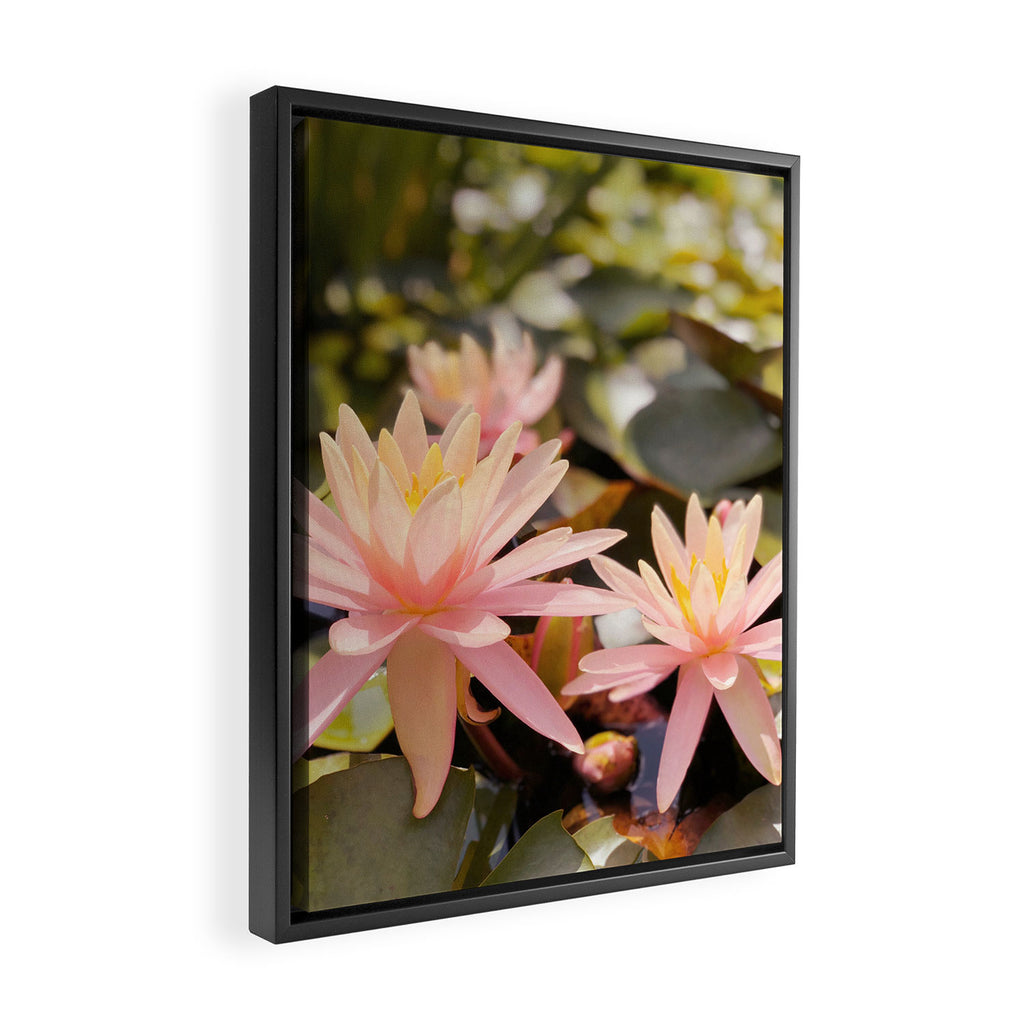 Pink Water Lily Framed Canvas Print Gallery Image 2