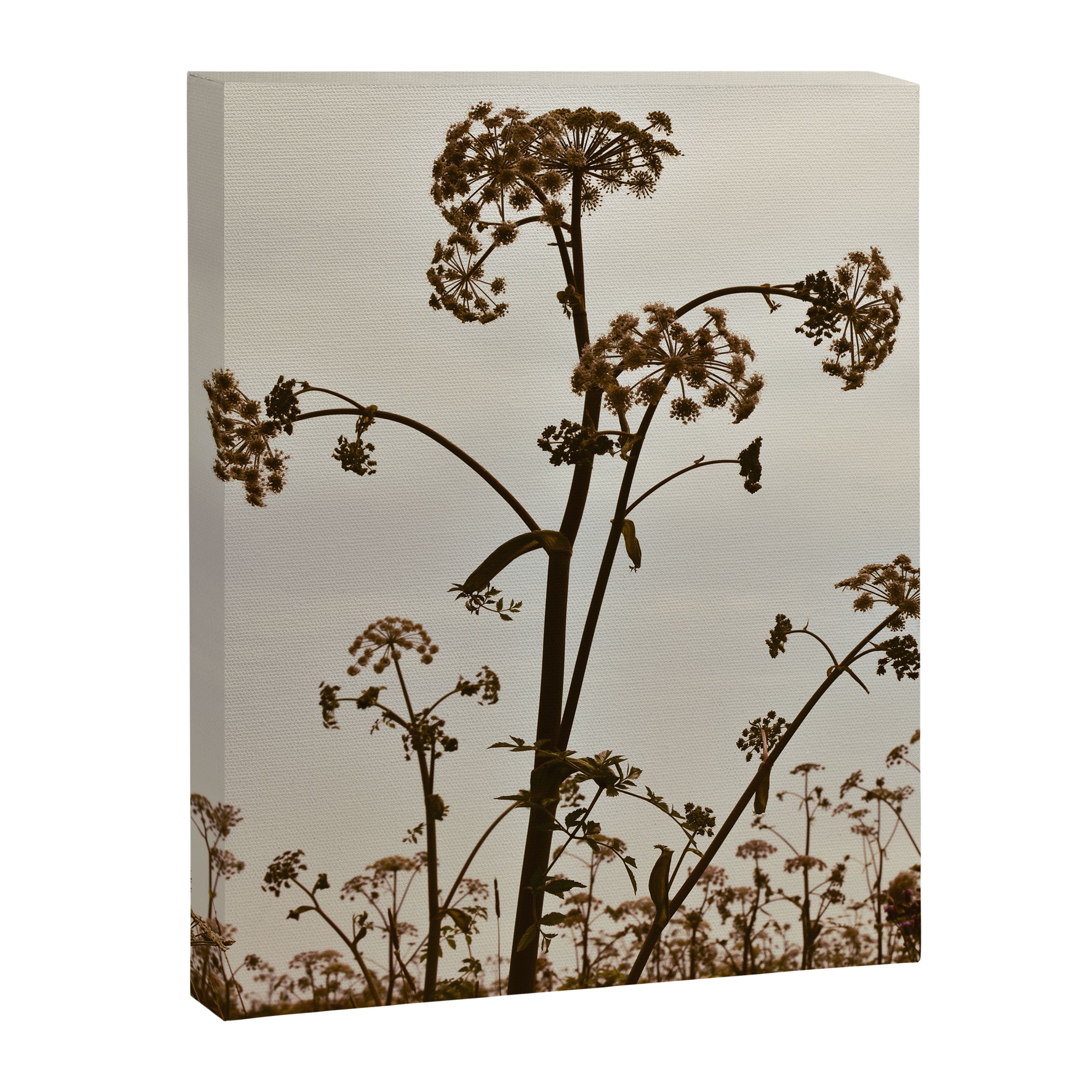 Pirouette x wildflower botanical photograph Canvas Print Gallery Image 6