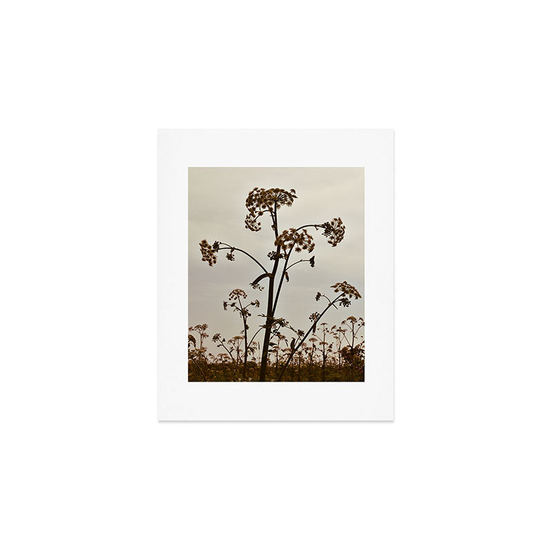 Pirouette x wildflower botanical photograph Art Print Gallery Image 1