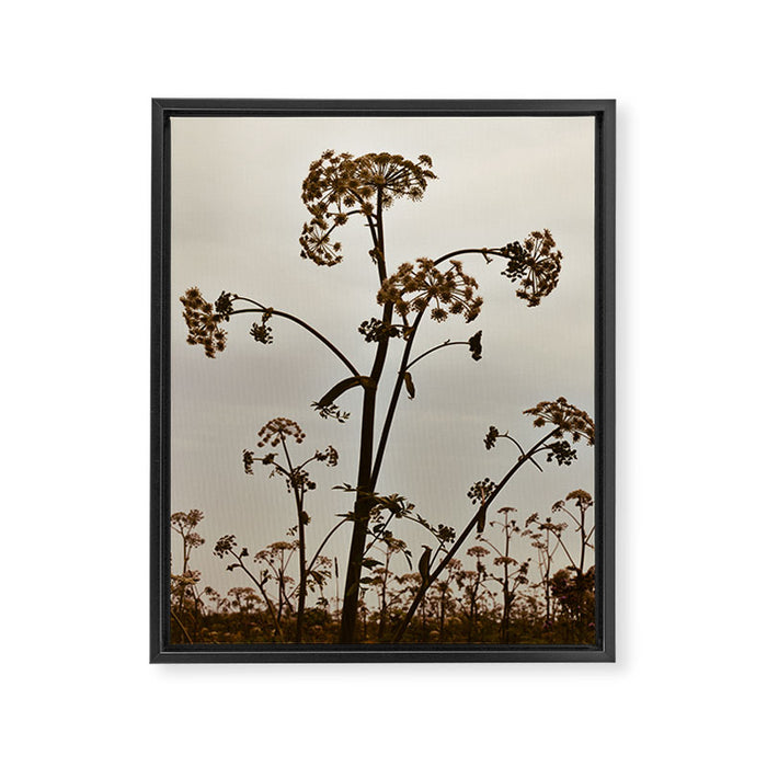 Pirouette x wildflower botanical photograph Framed Canvas Print Gallery Image 1