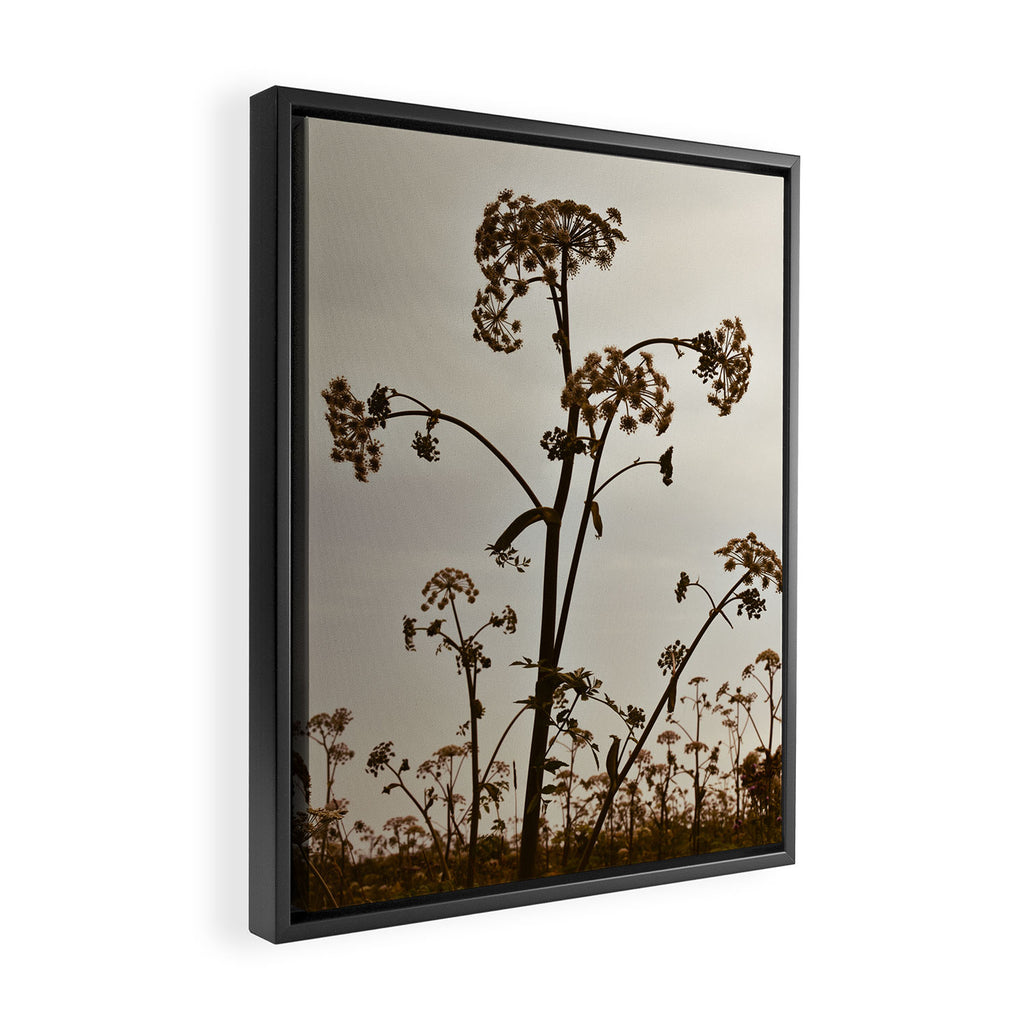 Pirouette x wildflower botanical photograph Framed Canvas Print Gallery Image 2