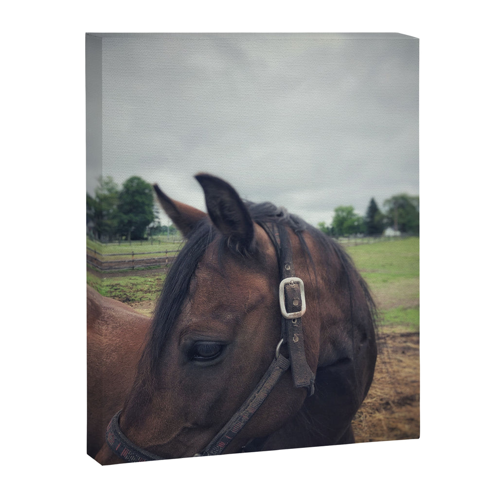 Poppy Canvas Print Gallery Image 6