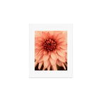 Prima Donna - Modern Botanical Photograph - Dahlia Flower Photo - Floral Print Art Print Gallery Image 1