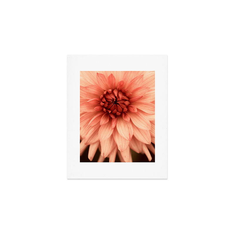 Prima Donna - Modern Botanical Photograph - Dahlia Flower Photo - Floral Print Art Print Gallery Image 1