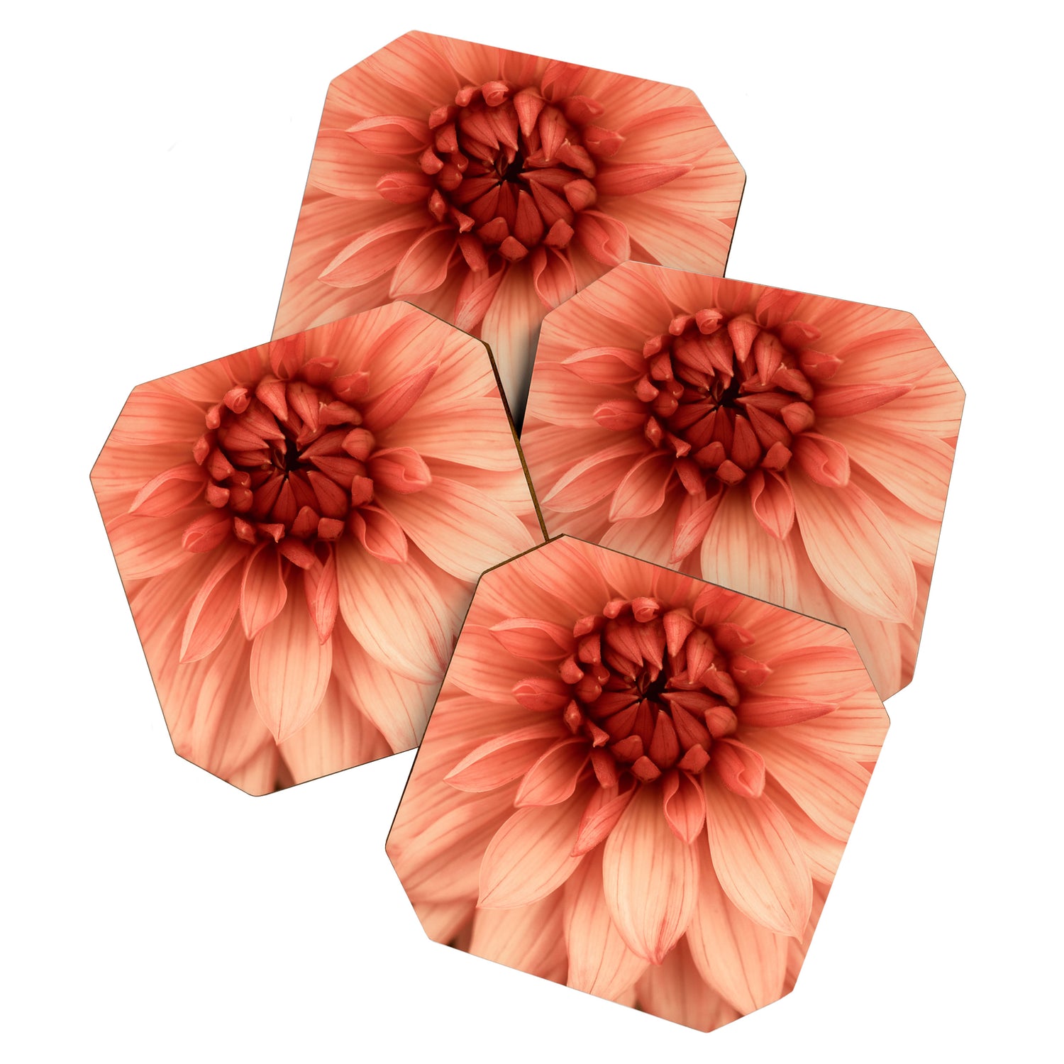 Prima Donna - Modern Botanical Photograph - Dahlia Flower Photo - Floral Print Coaster Gallery Image 1