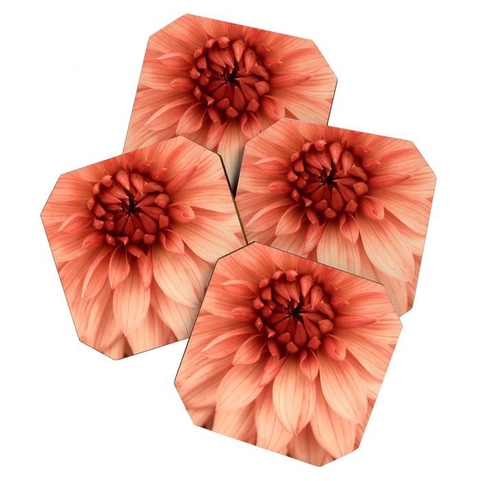 Prima Donna - Modern Botanical Photograph - Dahlia Flower Photo - Floral Print Coaster Gallery Image 1