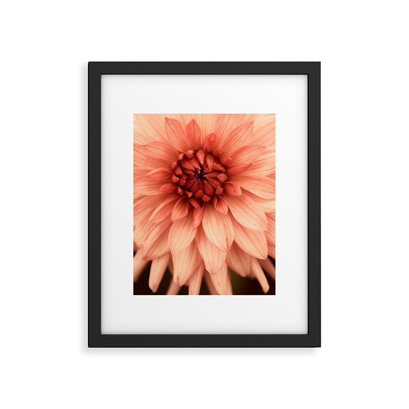 Prima Donna - Modern Botanical Photograph - Dahlia Flower Photo - Floral Print Framed Art Print Gallery Image 5