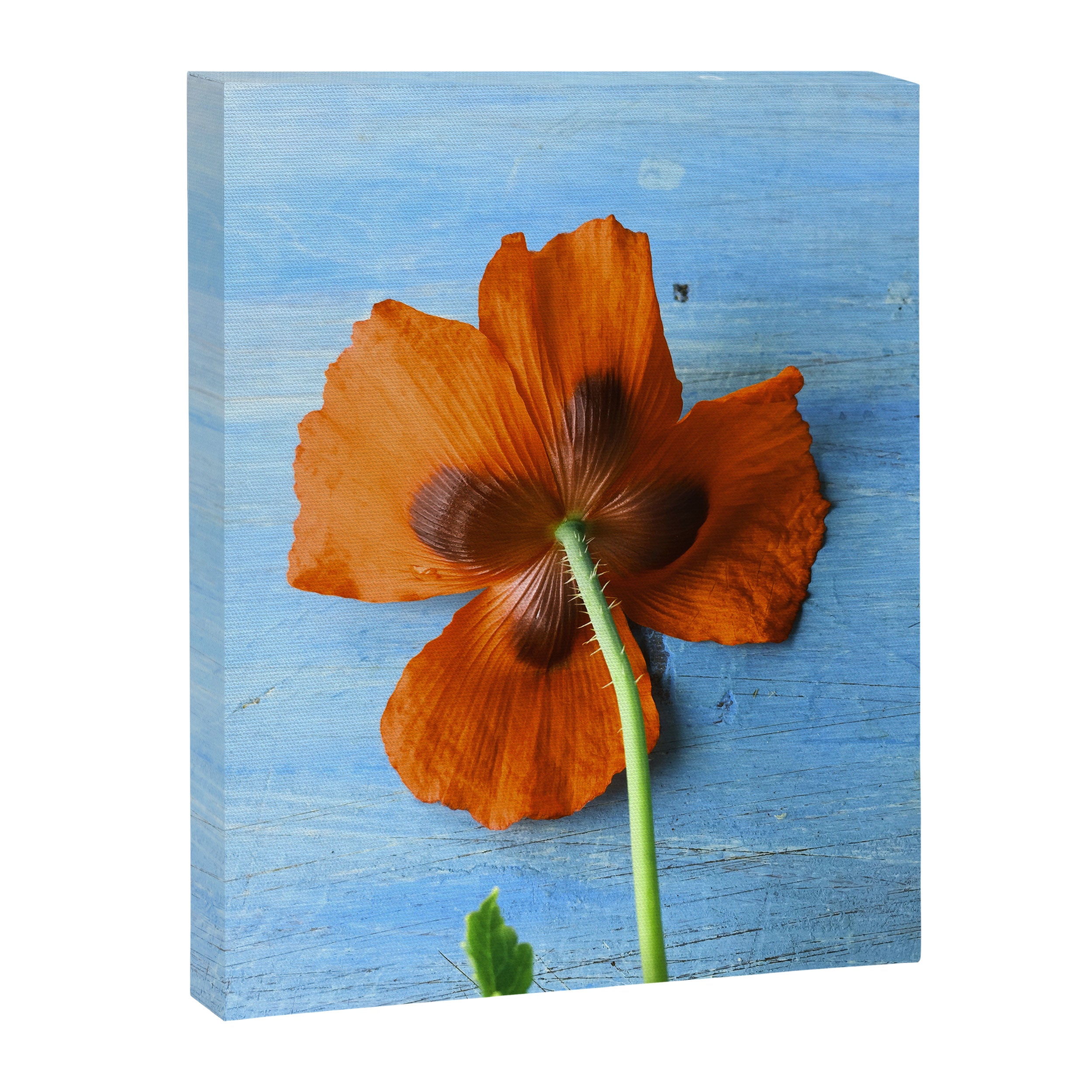 Red Poppy on Blue Canvas Print Gallery Image 6