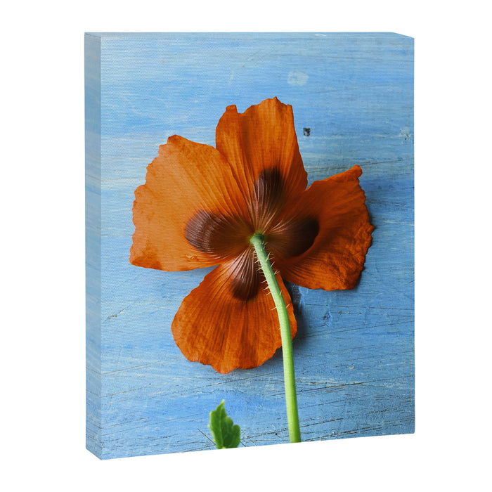 Red Poppy on Blue Canvas Print Gallery Image 1