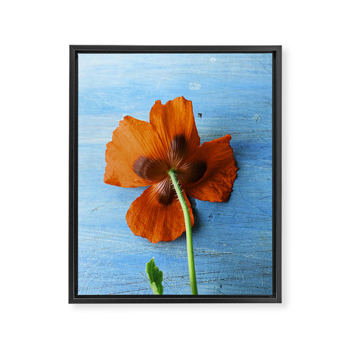 Red Poppy on Blue Framed Canvas Print Gallery Image 1