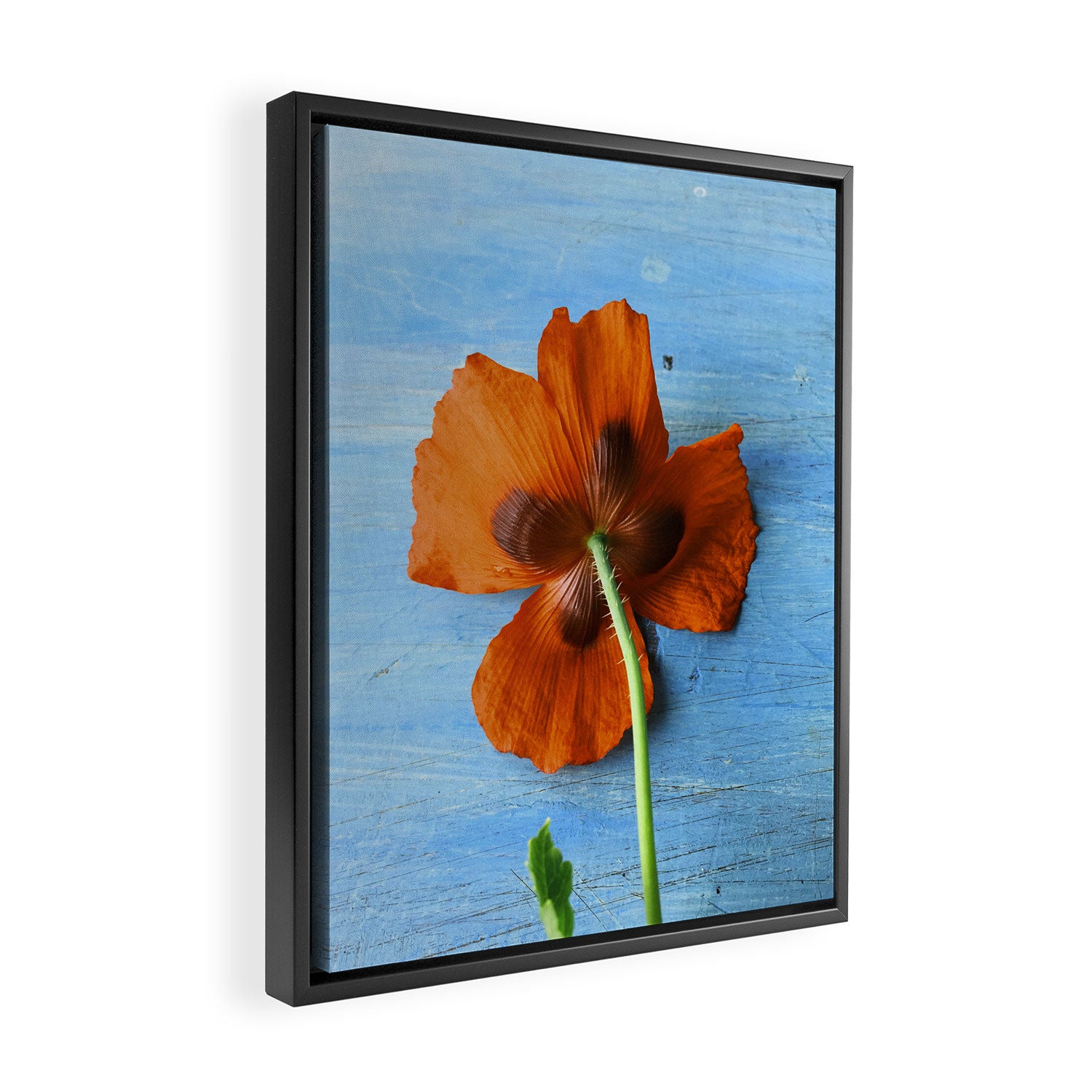 Red Poppy on Blue Framed Canvas Print Gallery Image 2