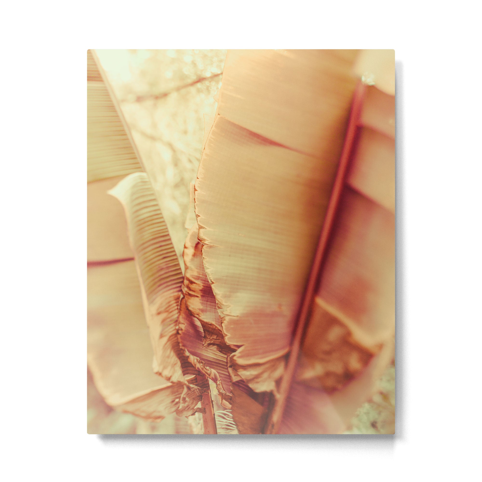 Rosé Metal Print Gallery Image 4