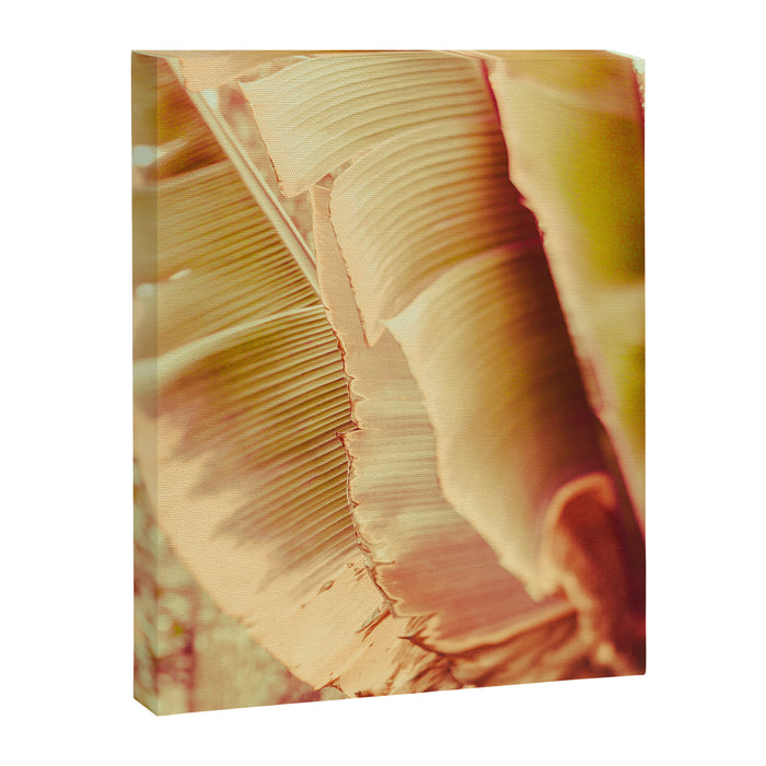 Rosé ll Canvas Print Gallery Image 1