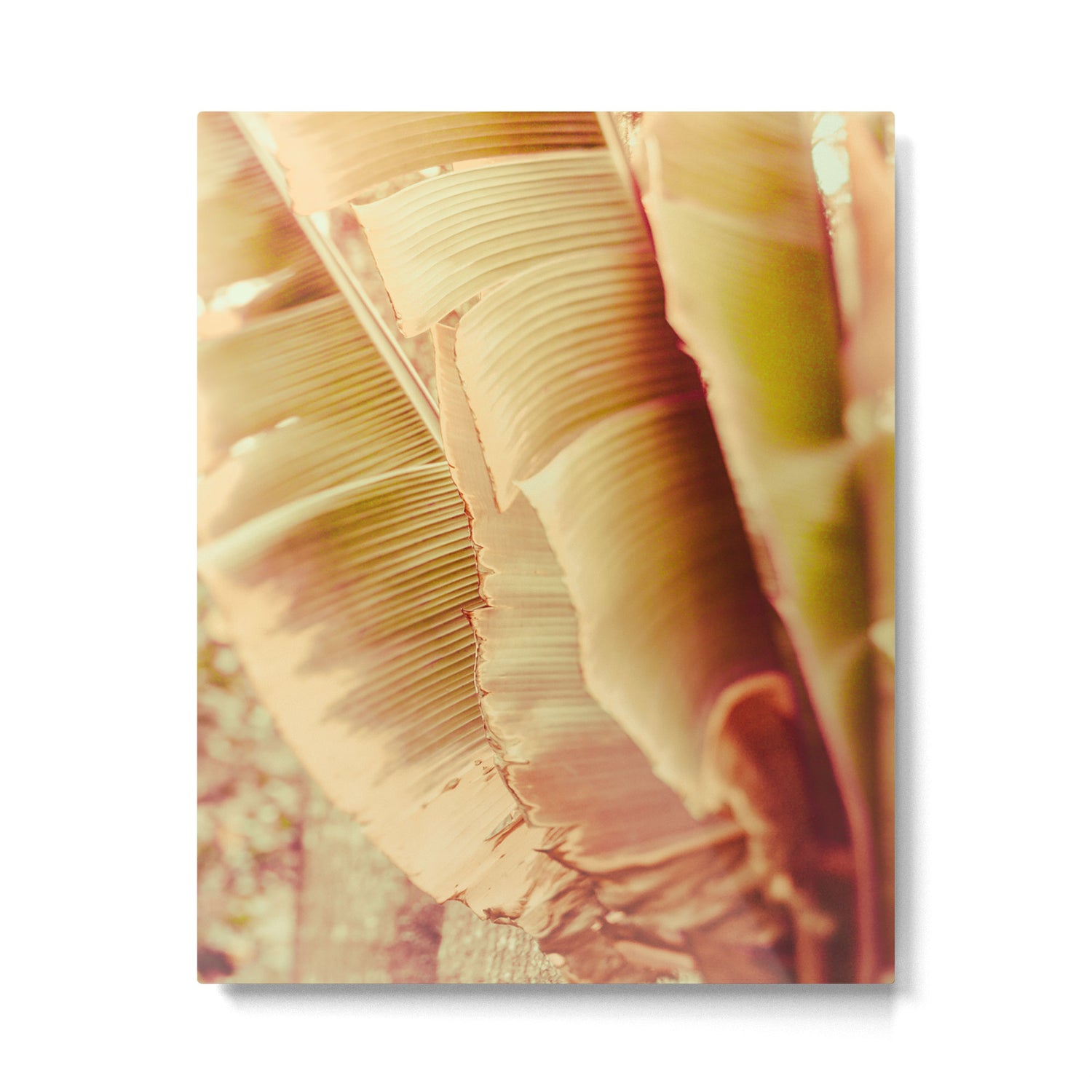 Rosé ll Metal Print Gallery Image 4