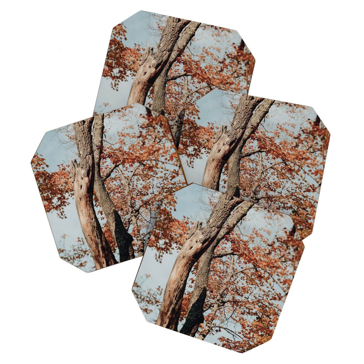 Russet - autumn tree photograph fall colors travel cottagecore Coaster Gallery Image 1