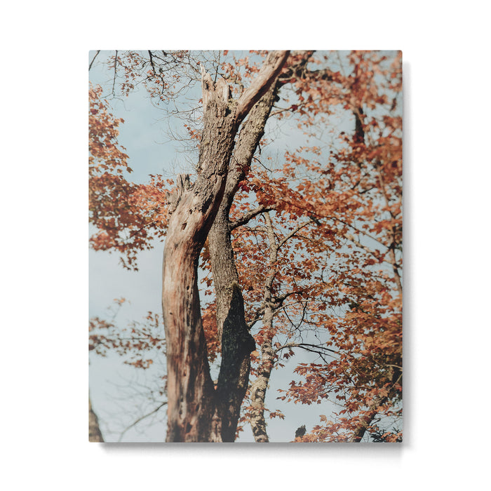 Russet - autumn tree photograph fall colors travel cottagecore Metal Print Gallery Image 1