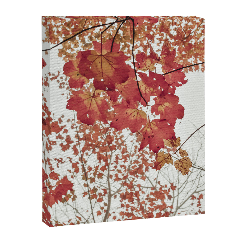 Scarlet x autumn maple tree nature abstract photograph Canvas Print Gallery Image 6
