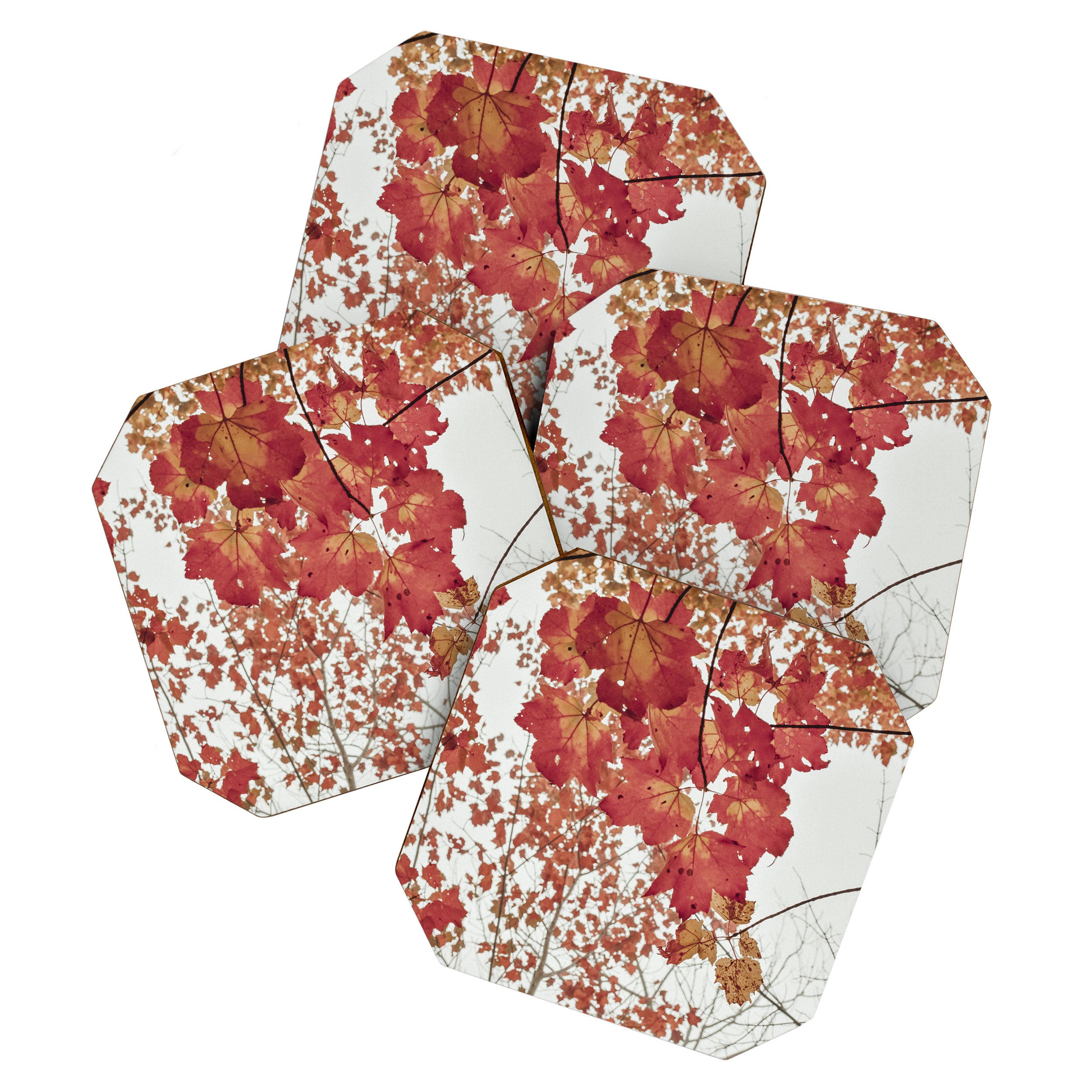 Scarlet x autumn maple tree nature abstract photograph Coaster Gallery Image 1