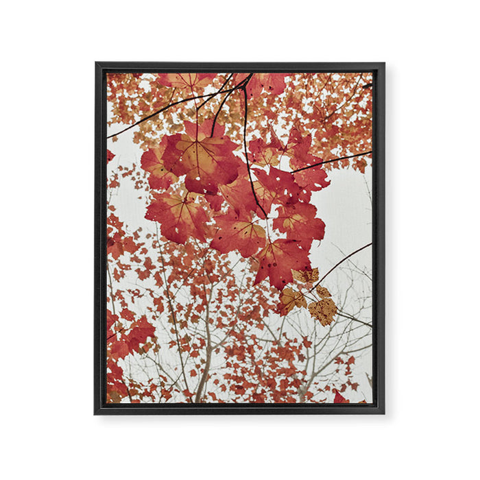 Scarlet x autumn maple tree nature abstract photograph Framed Canvas Print Gallery Image 1