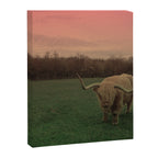 Scottish Highland Steer Canvas Print Gallery Image 6