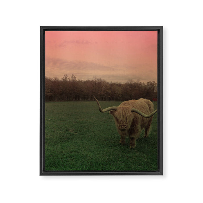 Scottish Highland Steer Framed Canvas Print Gallery Image 1