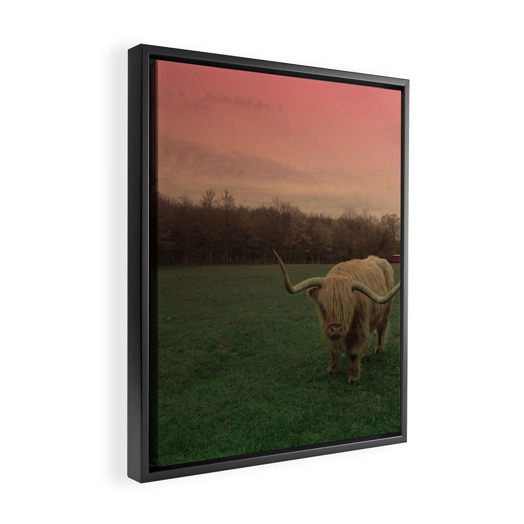 Scottish Highland Steer Framed Canvas Print Gallery Image 2