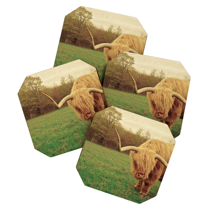 Scottish Highland Steer - regular version Coaster Gallery Image 1