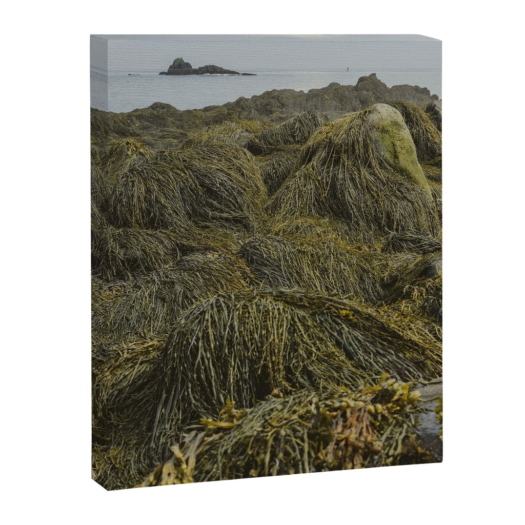 Seaweed - ocean nature photograph Canvas Print Gallery Image 6
