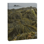 Seaweed - ocean nature photograph Canvas Print Gallery Image 6