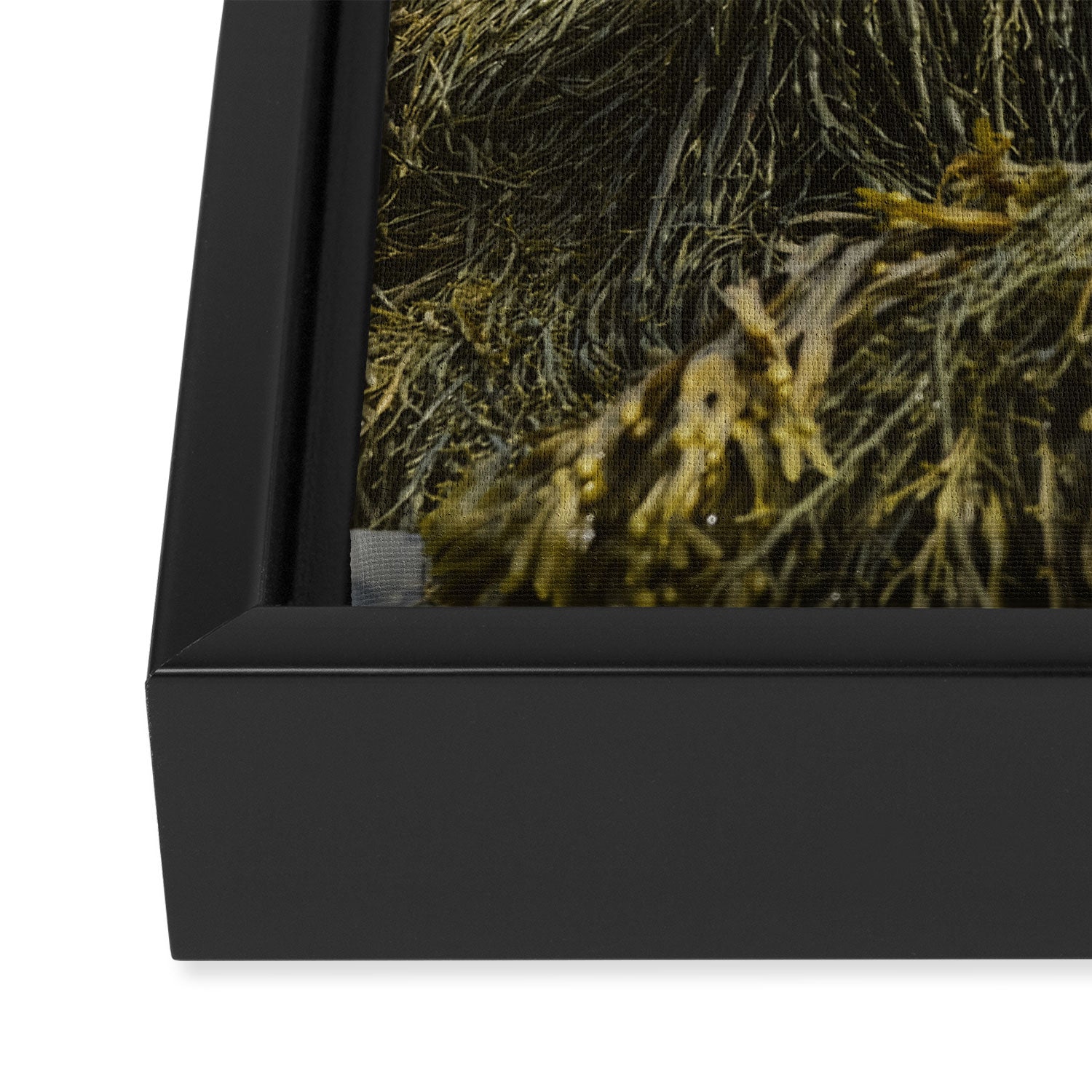 Seaweed - ocean nature photograph Framed Canvas Print Gallery Image 3