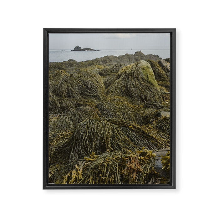 Seaweed - ocean nature photograph Framed Canvas Print Gallery Image 1