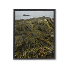 Seaweed - ocean nature photograph Framed Canvas Print Gallery Image 6
