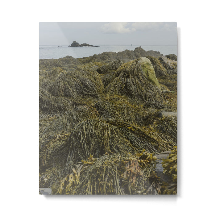 Seaweed - ocean nature photograph Metal Print Gallery Image 1