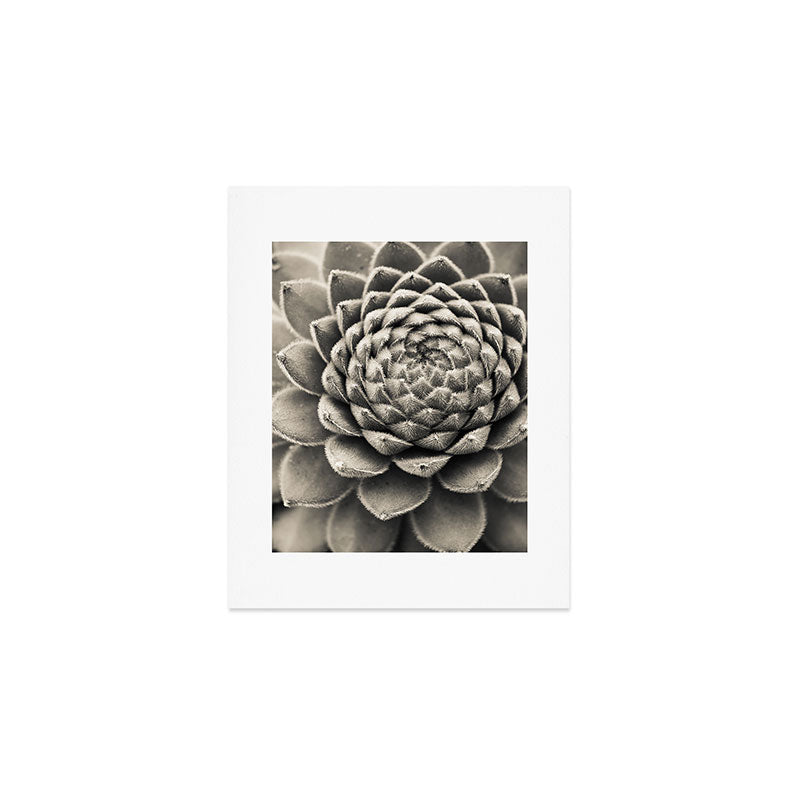 Sempervivum Study Black and White - Succulent photograph - houseplant botanical print Art Print Gallery Image 1