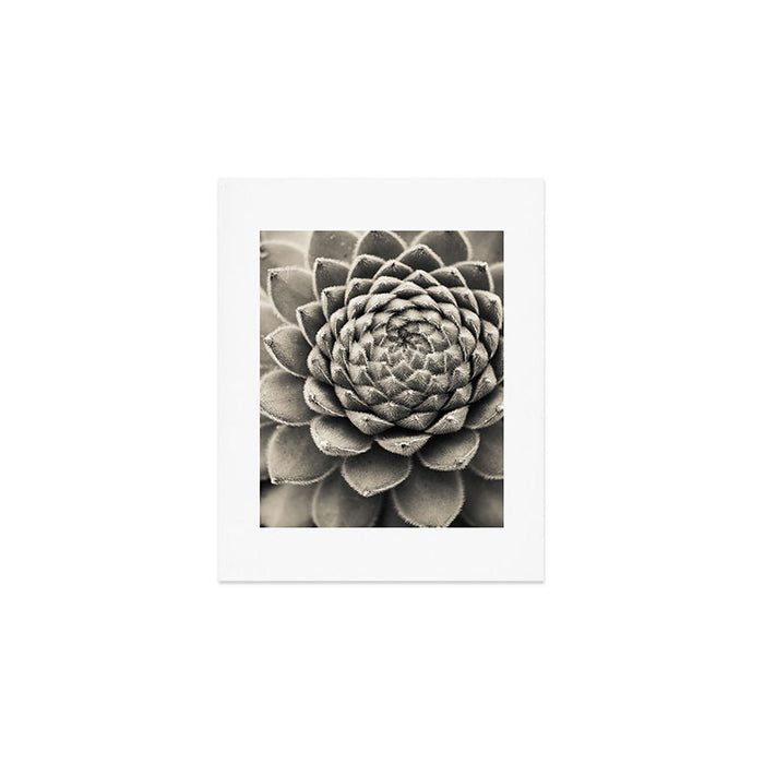 Sempervivum Study Black and White - Succulent photograph - houseplant botanical print Art Print Gallery Image 1