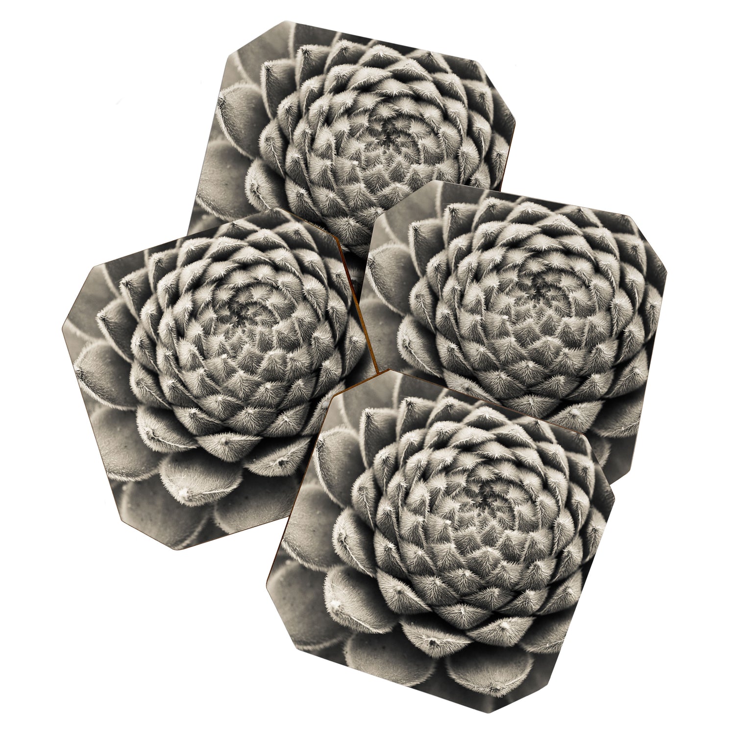 Sempervivum Study Black and White - Succulent photograph - houseplant botanical print Coaster Gallery Image 1
