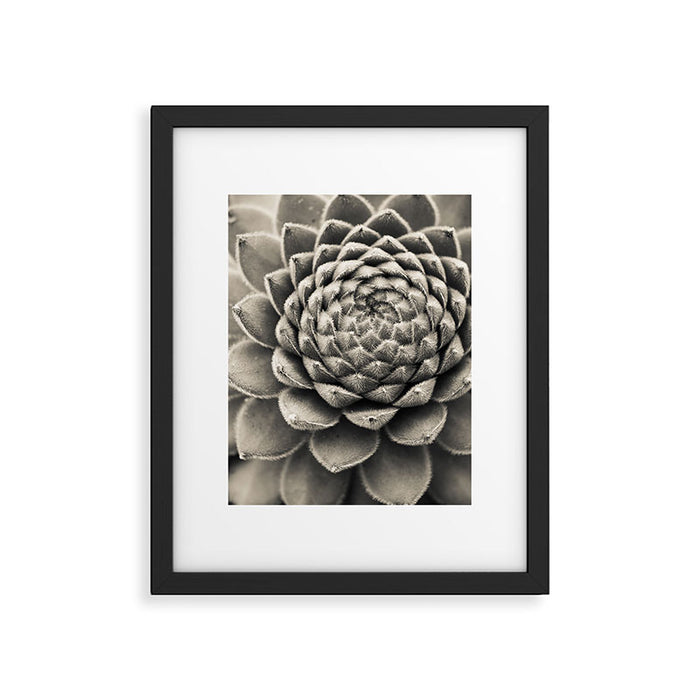 Sempervivum Study Black and White - Succulent photograph - houseplant botanical print Framed Art Print Gallery Image 1