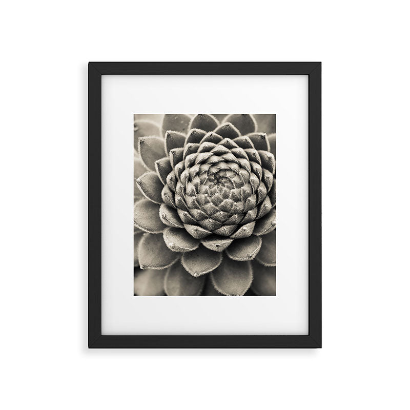 Sempervivum Study Black and White - Succulent photograph - houseplant botanical print Framed Art Print Gallery Image 5
