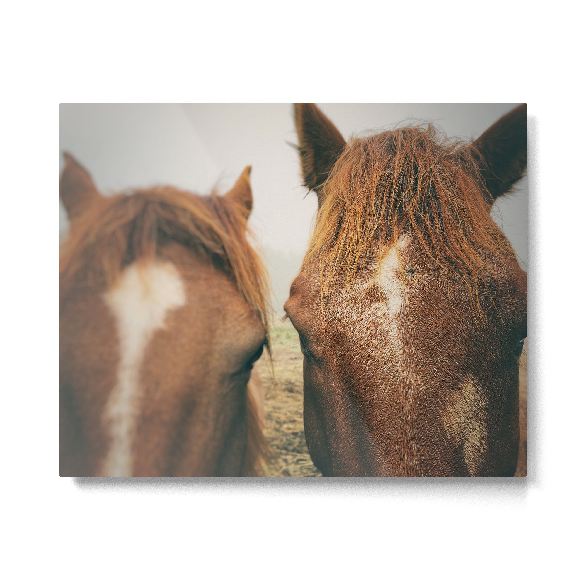 Side By Side  horse portrait photograph Metal Print Gallery Image 4