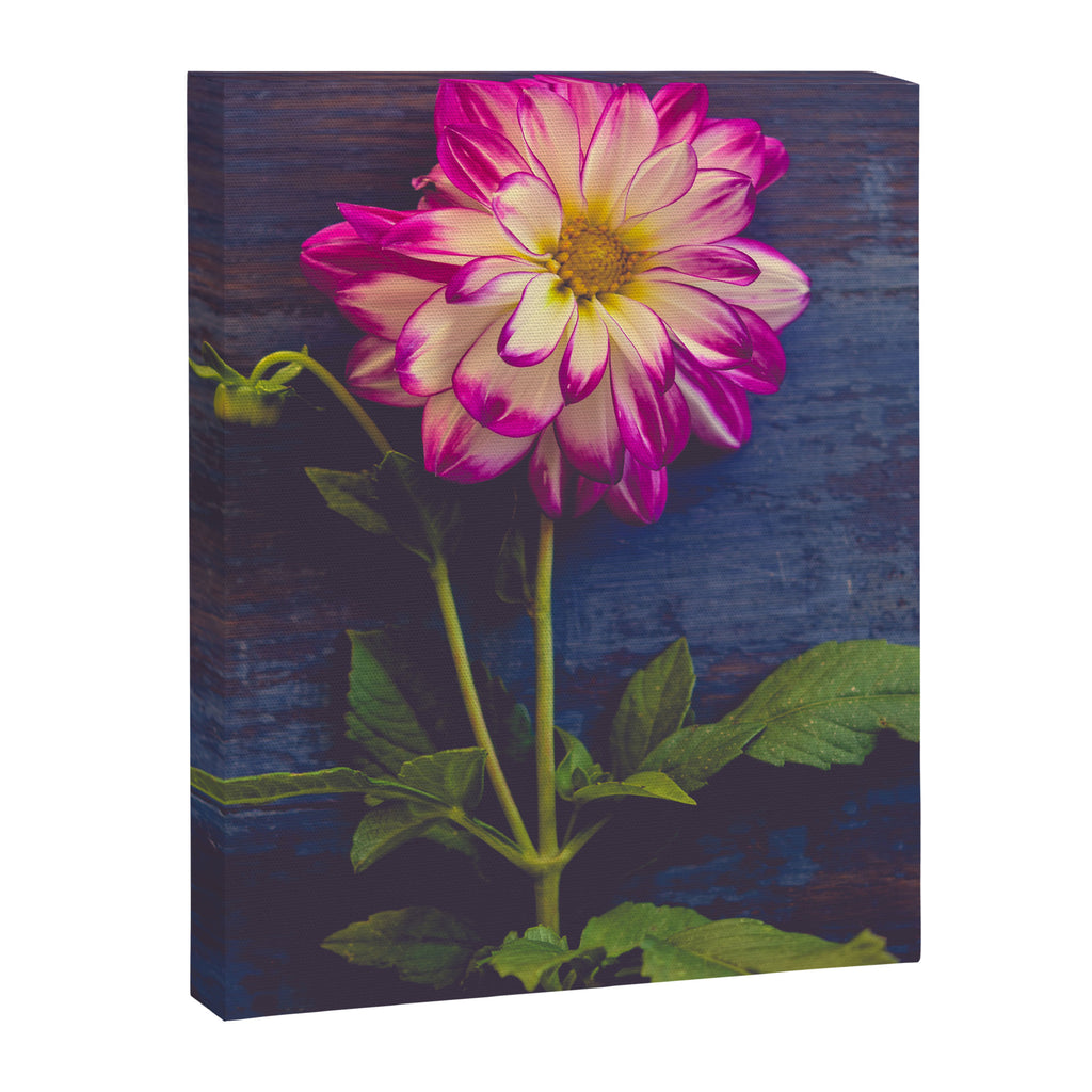 Single Canvas Print Gallery Image 6