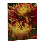 Solar Flare - dahlia photograph botanical art print flowers autumn fall Canvas Print Gallery Image 6