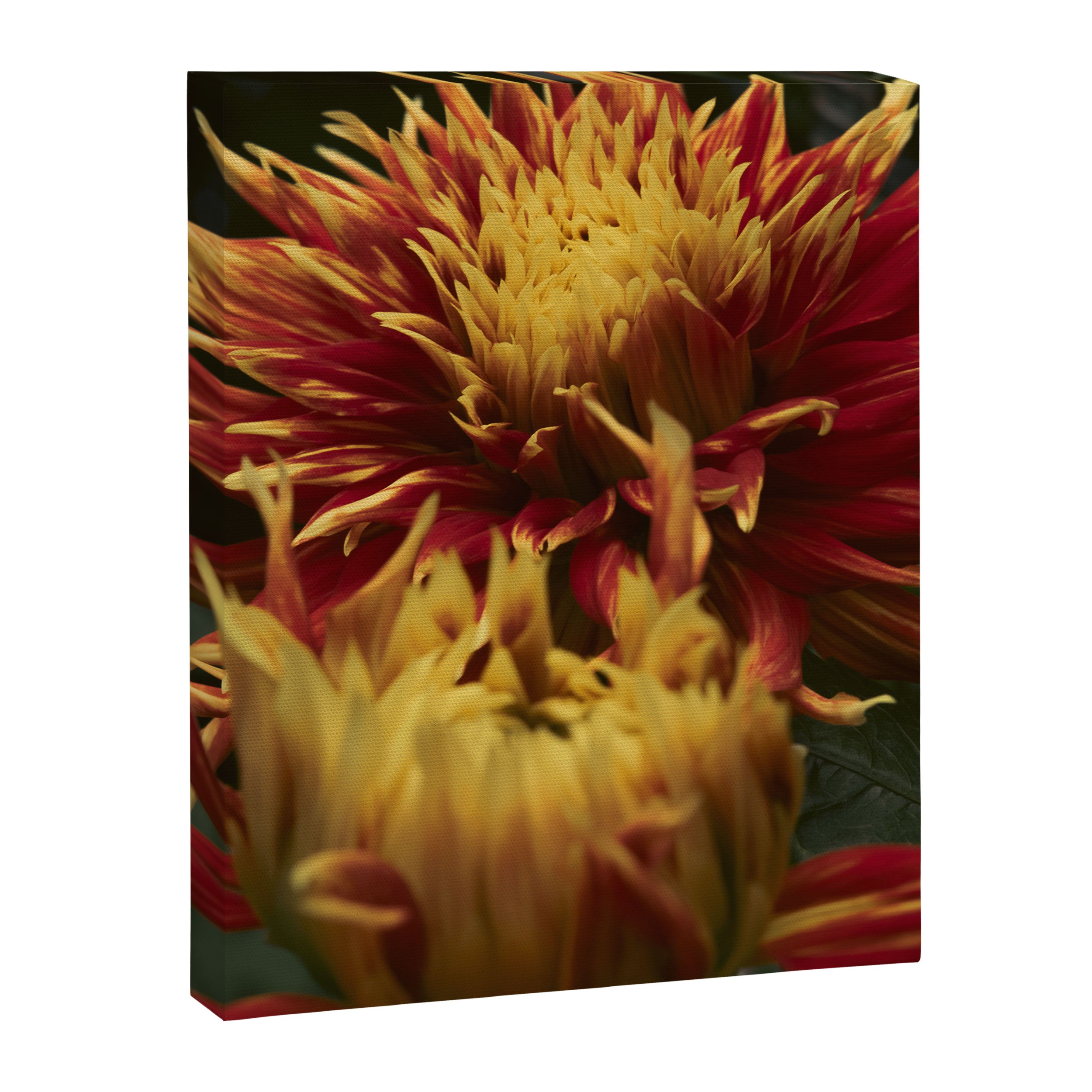 Solar Flare - dahlia photograph botanical art print flowers autumn fall Canvas Print Gallery Image 6