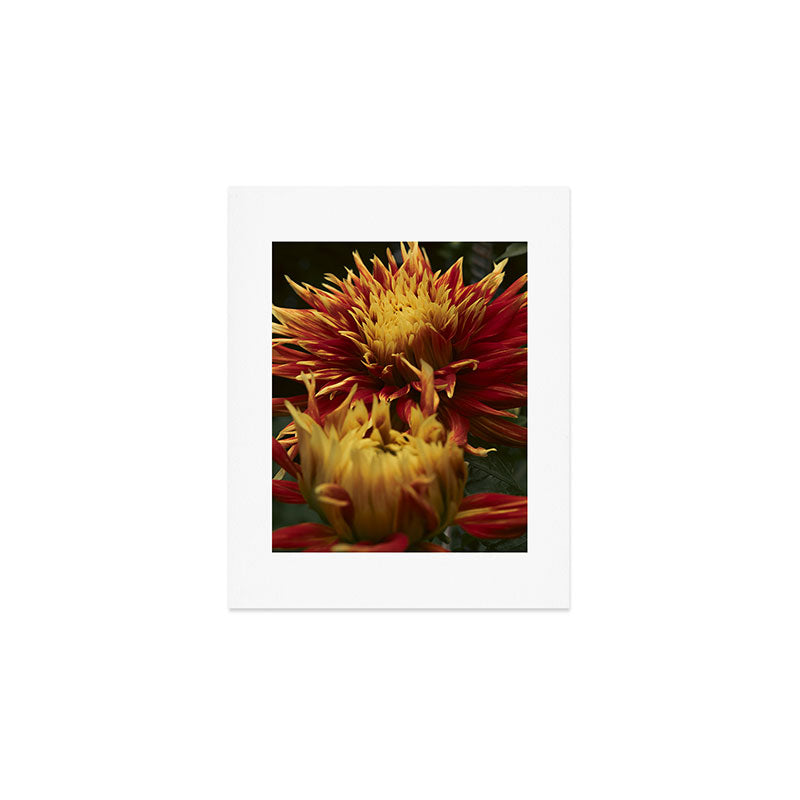 Solar Flare - dahlia photograph botanical art print flowers autumn fall Art Print Gallery Image 1