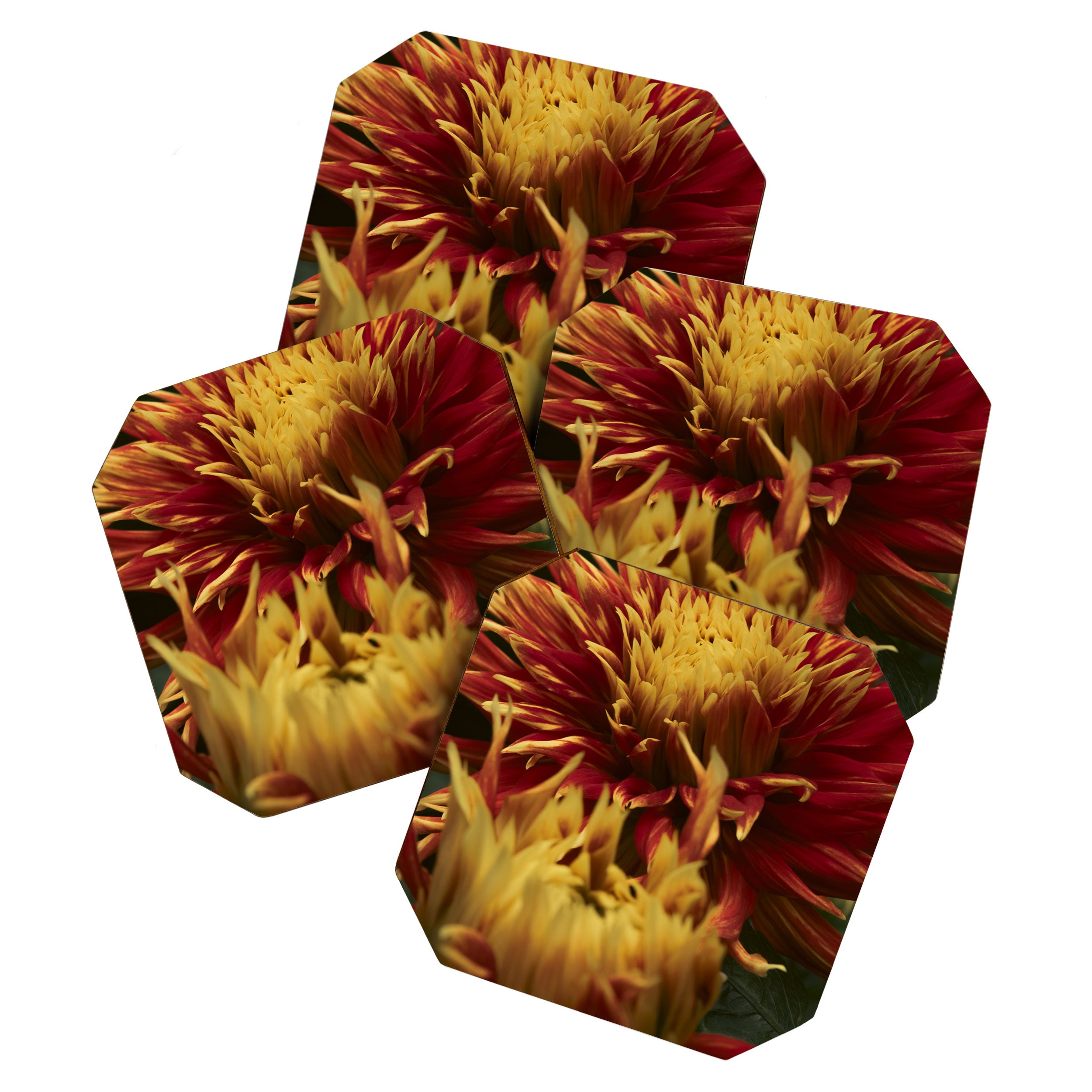 Solar Flare - dahlia photograph botanical art print flowers autumn fall Coaster Gallery Image 1