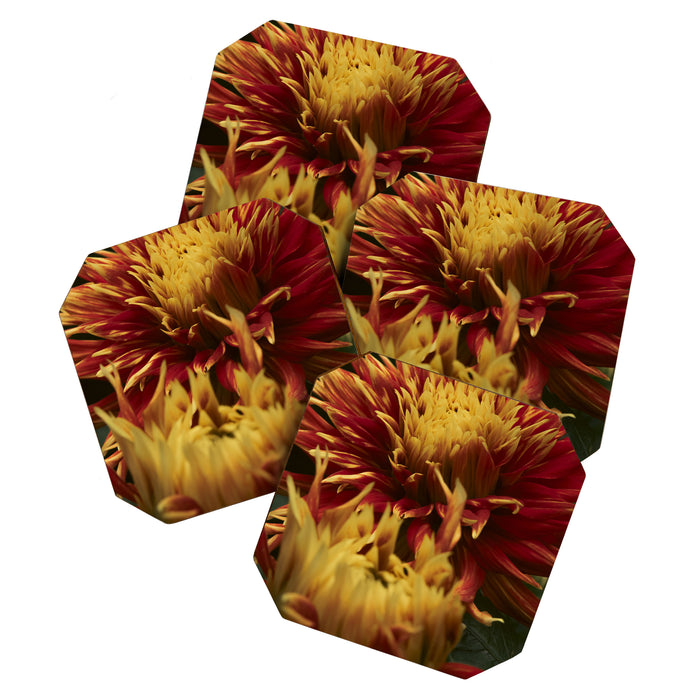 Solar Flare - dahlia photograph botanical art print flowers autumn fall Coaster Gallery Image 1